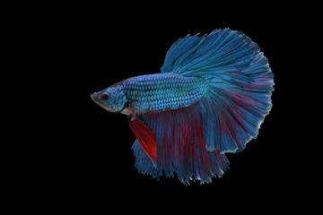 Fototapeta premium betta fish isolated on black background