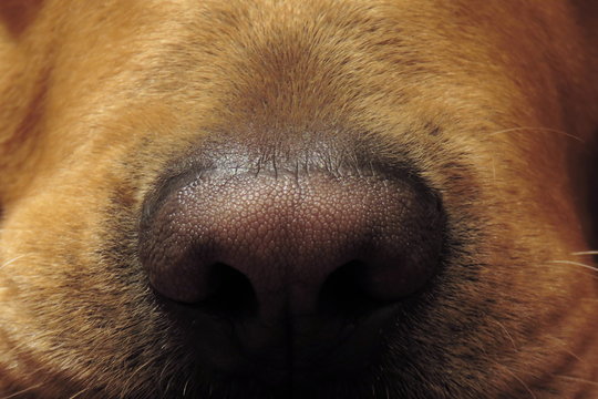 Close up view of dog nose