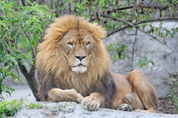 Lion is resting lying on the rocks
