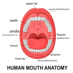 Human mouth anatomy, open mouth with explaining
