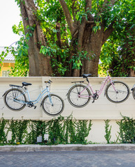 Fototapeta premium Bicycle hanging on the wall with ivy background.