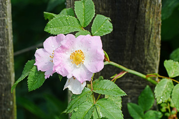 Pink dogrose flower as background