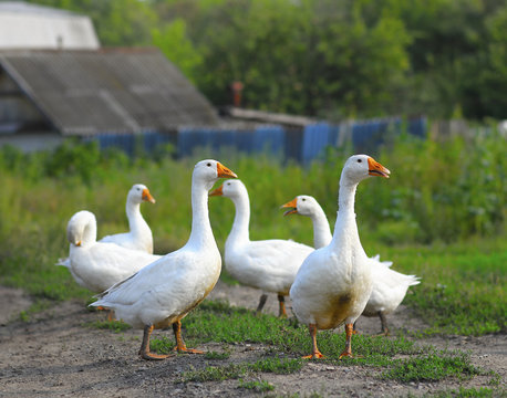 goose walking on the yard