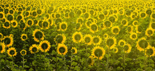 Sunflowers