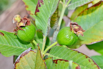 Guava fruit on the tree (Psidium guajava) 