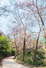 Obraz premium Pink cherry blossom tree, Chiang Mai, Thailand