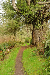 hiking trail at Cape Disappointment on the Washington coast in the Pacific Northwest