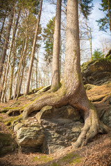 Tree roots in forest