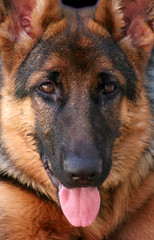 German shepherd dog looking directly to camera