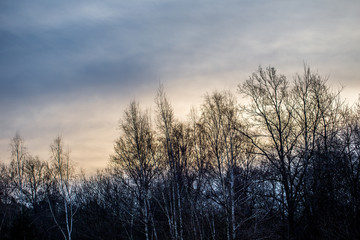 Sonnenaufgang am Waldrand im Winter 