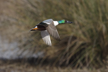 Northern Shoveler duck in flight