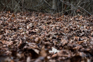 Old brown leaves 