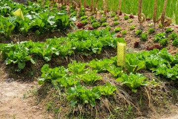Fototapeta na wymiar Vegetables growing out of the earth in the garden