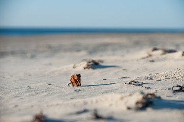 kleiner Elefant am Strand