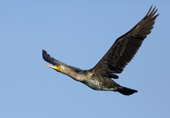 Great Cormorant in flight