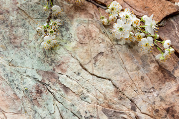 Ветка цветущего дерева вишни на каменном фоне