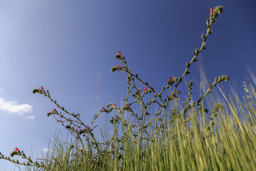 a shrub in the desert on the  sky
