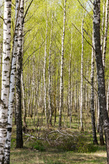 Naklejka premium Spring birch grove with fresh green leaves