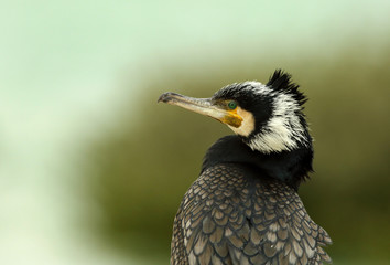Portrait of Great cormorant