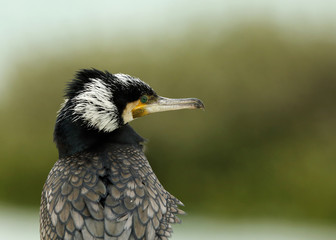 Great cormorant
