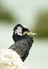 Closeup of Beautiful Great cormorant