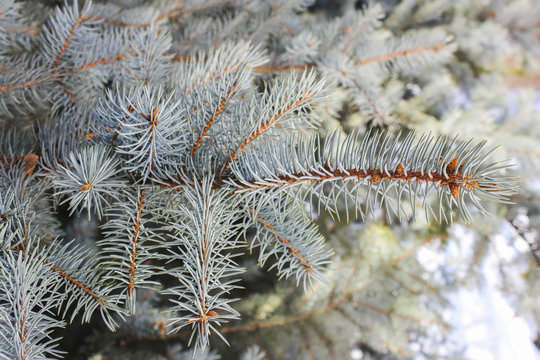 Fototapeta Branch spruce