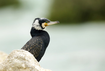 Great cormorant behind the rock
