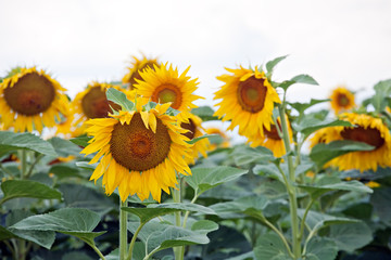 sunflowers