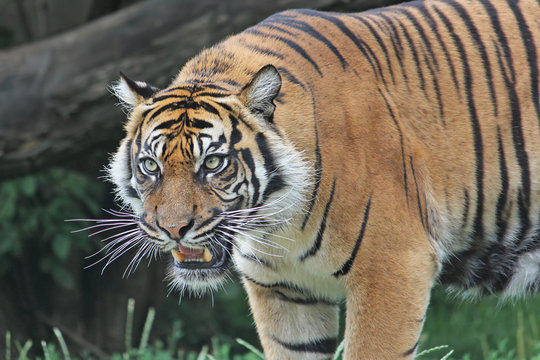 Sumatran tiger roars in the Warsaw Zoo. Close-up.