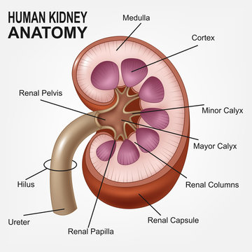 Human kidney anatomy realistic