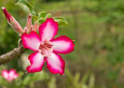 Impala lilly in nature