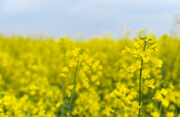 Obraz premium Rape flower