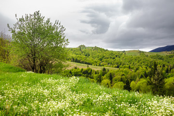 Fototapeta na wymiar forest on hillside meadow in mountain