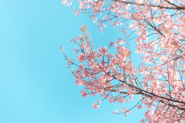 Wild Himalayan Cherry spring blossom