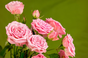 Pink flowers on geen background. Roses on geen background