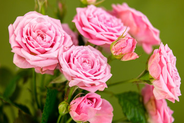 Pink flowers on geen background. Roses on geen background