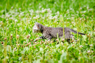 cat walking on the grass