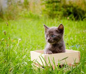 small kitten in wood box