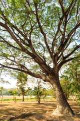 Fototapeta premium Big Mimosa tree