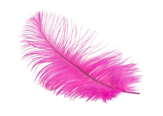 Washable wall murals Ostrich pink ostrich feather on a white background