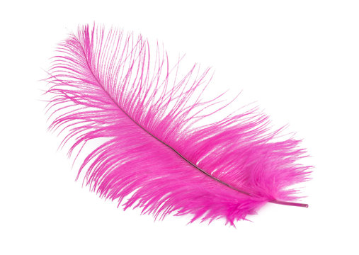 pink ostrich feather on a white background