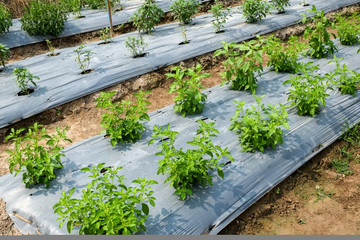 Vegetables growing out of the earth in the garden