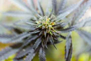 Naklejka na ściany i meble closeup on fresh green marijuana plants