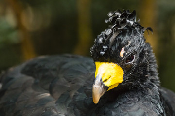 portrait of a bird