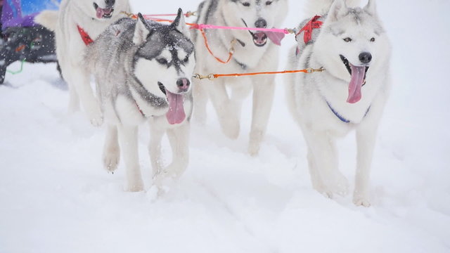 musher hiding behind sleigh at sled dog race in slow motion