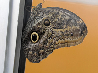 Junonia Evatete