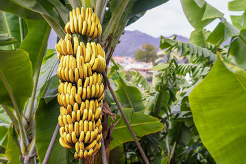 Banana tree with a bunch of growing mature yellow bananas - Powered by Adobe