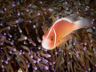 Pink Anemonefish on the anemone