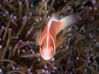 Top view of Pink Anemonefish