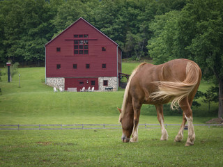 Horse and Red Barn: A horse grazing in a green pasture with a large red barn in the distance - 104017604